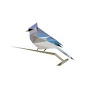 Logo: bird with blue and grey feather sitting on a branch