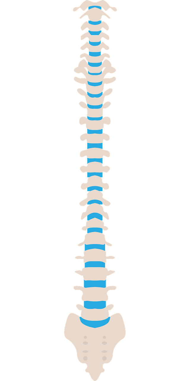 Shows the spinal cord. Illustrative style.