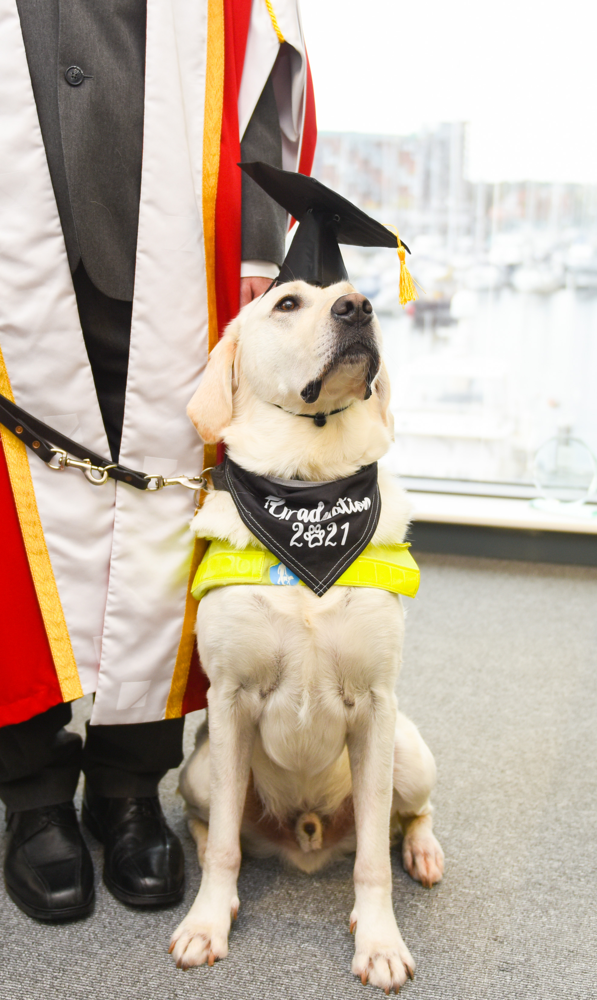 Robin's dog Hugo in red regalia and graduation cap