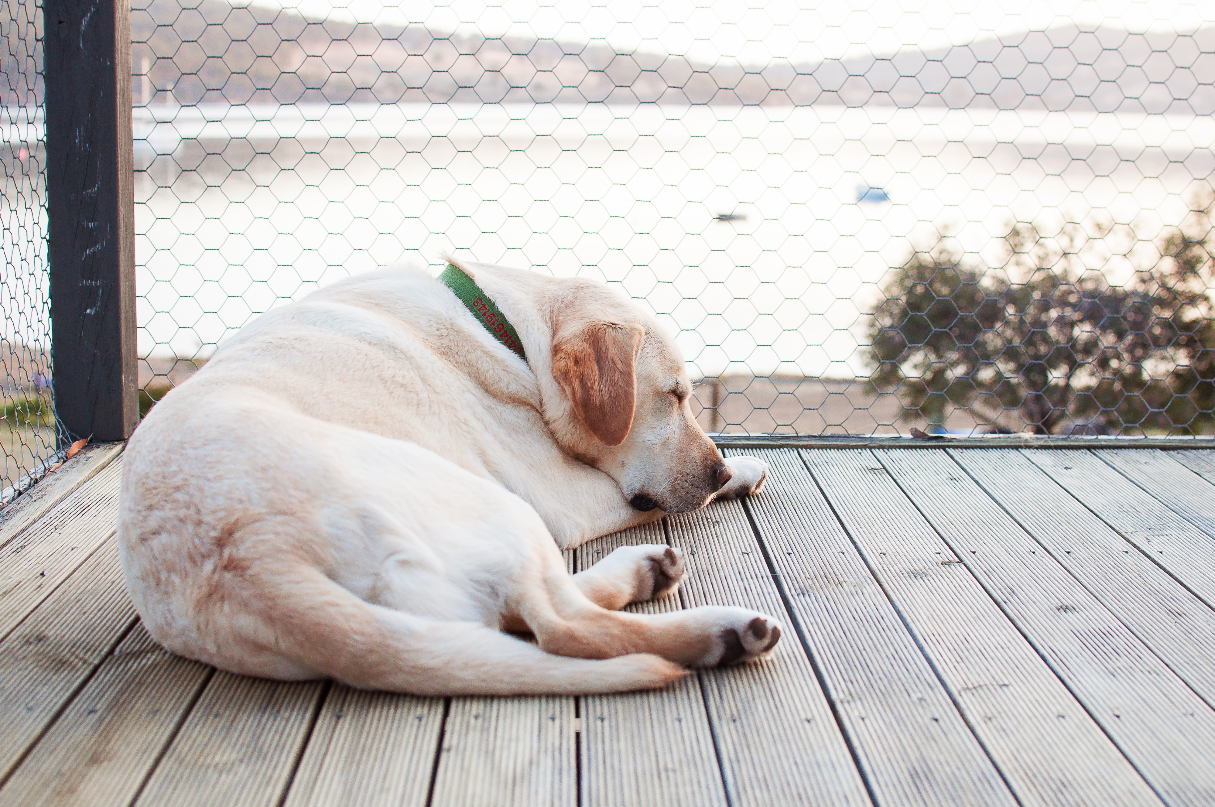 White shorthaired dog sleeping on wooden deck