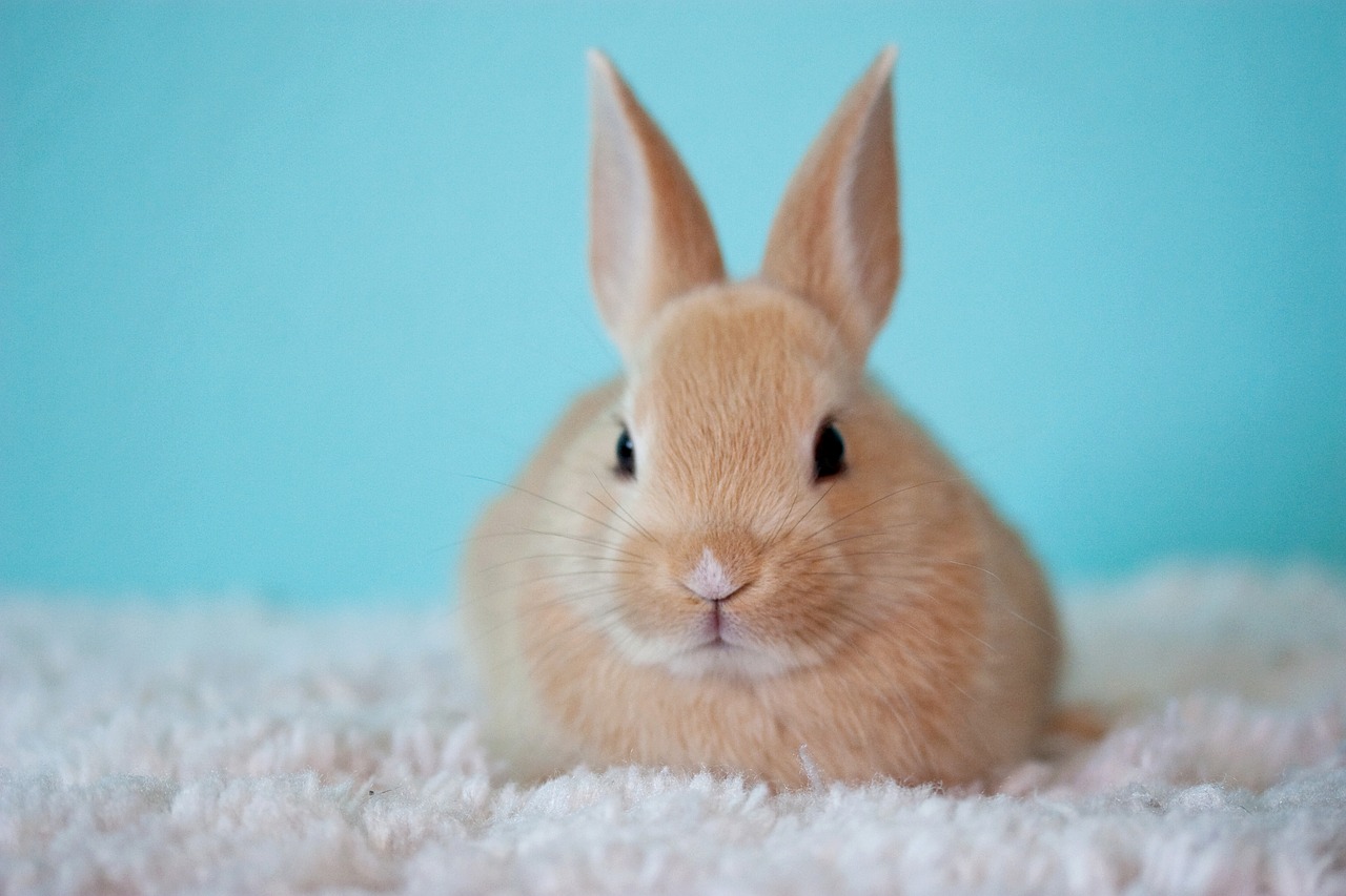 A picture of a rabbit sitting on a blanket